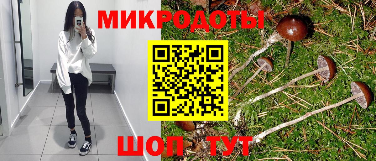 Псилоцибиновые грибы Psilocybe Димитровград